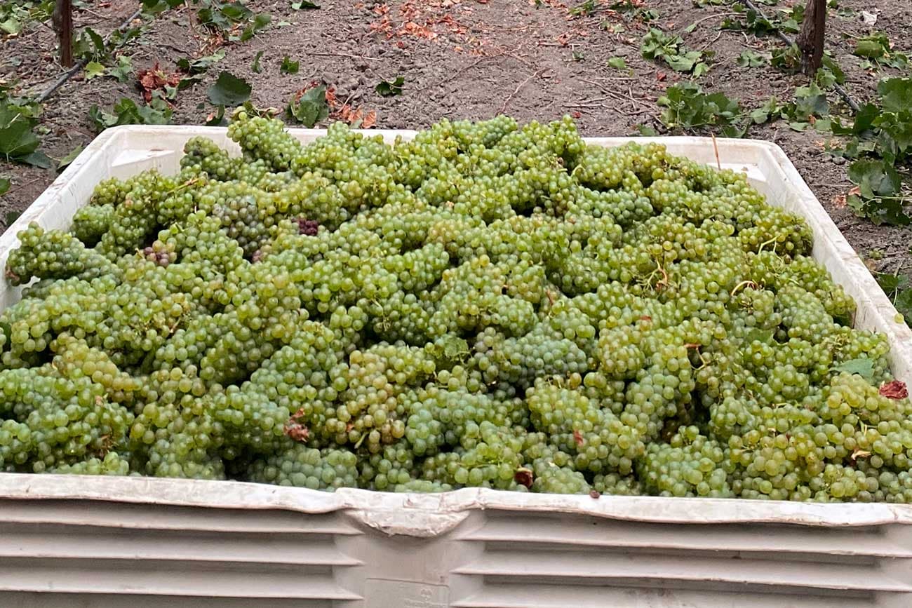 Sunlit vineyard rows at golden hour